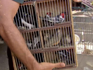 Operação do Ibama na Feira da Parangaba multa 34 pessoas em R$ 460 mil por tráfico de animais
