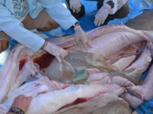 Adolescente é atacado por tubarão mantido em cativeiro em ilha turística, na Colômbia