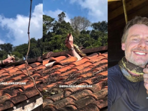 Cobra mais rápida do Brasil morde biólogo durante resgate em telhado em SC