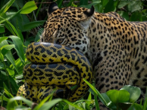 'Quase hipnótico': fotógrafo revela história por trás da imagem inédita da batalha da onça com a sucuri