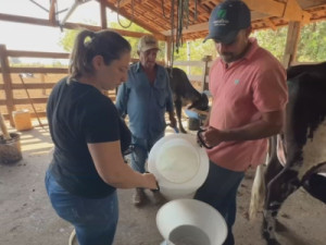 Os desafios dos pequenos produtores de leite para aumentar a lucratividade
