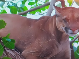 Família presa em casa e quarteirão isolado: Onça-parda em árvore chama atenção no interior de MG