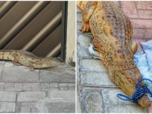 Jacaré aparece em calçada de casa no interior do Ceará e é imobilizado por bombeiro da reserva