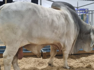 Mais de uma tonelada: como é a rotina do touro mais pesado do Brasil