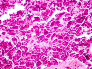 Biologia no Enem: como hormônios viram tema de questão e o que revisar antes do 2º dia de provas