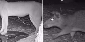 Câmera noturna flagra onça parda, jaguatirica e mais animais selvagens no sertão cea-rense