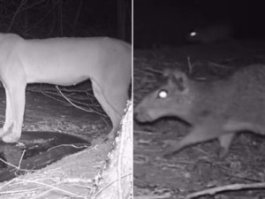 Câmera noturna flagra onça parda, jaguatirica e mais animais selvagens no sertão cea-rense