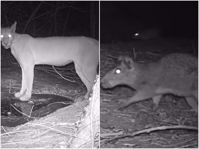 Câmera noturna flagra onça parda, jaguatirica e mais animais selvagens no sertão cea-rense
