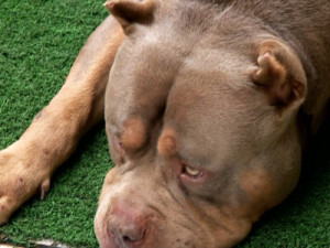 Criança de 2 anos é atacada por pitbull da família na Grande BH