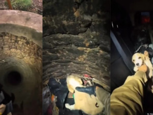 Corpo de Bombeiros resgata em Barbalha cadela dentro de uma cacimba com mais de 26Mt