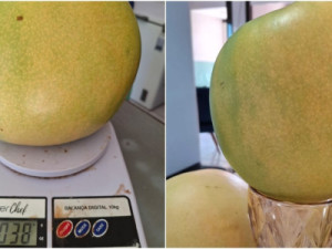 Manga gigante é colhida no Ceará e repartida entre dez pessoas