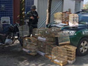 Homem é detido e 16 aves silvestres são resgatadas pela PMCE em Juazeiro do Norte