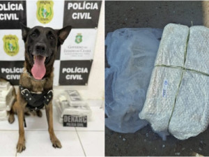 Cão farejador encontra drogas dentro de ônibus no Ceará; suspeito de integrar facção criminosa é preso