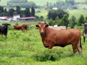 Por que o pênis bovino virou um dos cortes mais valorizados no mercado chinês