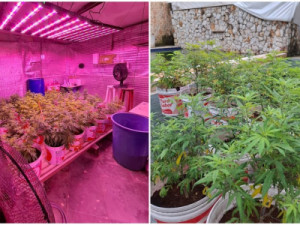 Polícia encontra 330 mudas de maconha em pousada no litoral do Ceará