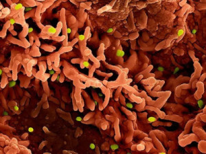 Os três vírus que podem desencadear novas crises em 2026