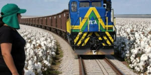 Sertão em trilhos: Transnordestina impulsionará a produção de algodão no Cariri