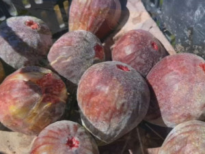 Plantio de figo atrai produtores do Sudoeste de SP