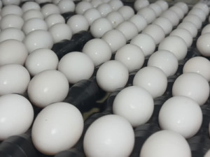 Produtores de ovos se preparam para demanda da Quaresma com preços mais acessíveis
