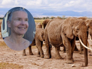 Turista é morta por elefante 'em questão de segundos' em safári na Zâmbia; investigação aponta acidente