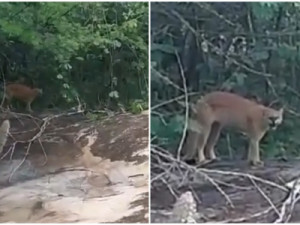 Homem fica 'cara a cara' com onça-parda durante caminhada em área de mata, no Ceará