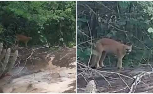 Homem fica 'cara a cara' com onça-parda durante caminhada em área de mata, no Ceará
