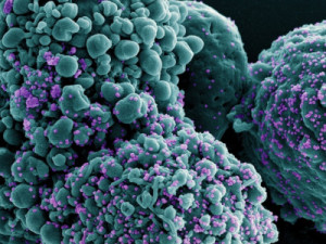 Nova variante da Covid com maior escape imunológico é confirmada em 23 países; entenda o risco