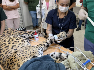 Amor pelas sombras e 'receio' das águas: quem é Jack, a 1ª onça-pintada a passar por transfusão de sangue no país