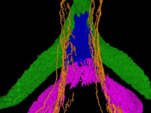 Cientistas mapeiam pela 1ª vez nervos do clitóris e mostram que sensibilidade sexual feminina pode ser maior do que se pensava