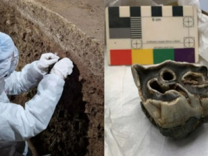 Hipopótamo de 120 mil anos é achado sob castelo no País de Gales e intriga arqueólogos