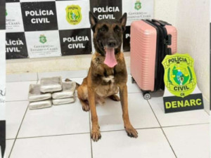 Com auxílio de cão farejador, Polícia Civil prende mulher e apreende quase 6 kg de drogas em Tauá