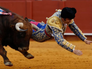 'Rei dos Toureiros' sofre ferimento grave após ser chifrado em Sevilha