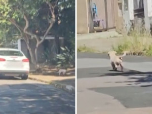 Advogada é presa após ser flagrada abandonando cão em rua do interior de SP