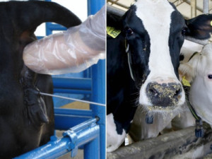 Secretaria de Desenvolvimento Agrário de Barbalha implanta inseminação artificial bovina