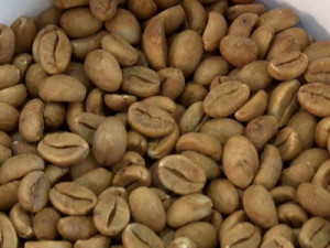 Café agroecológico ganha espaço no ES com produção sustentável e grãos com mais sabor