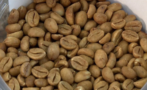 Café agroecológico ganha espaço no ES com produção sustentável e grãos com mais sabor