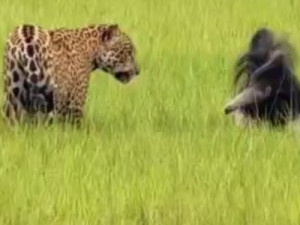 Onça e tamanduá protagonizam encontro raro e 'duelo' em fazenda no Pantanal de MS
