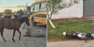 Motociclista morre ao colidir com cavalo solto em rodovia na Grande Fortaleza
