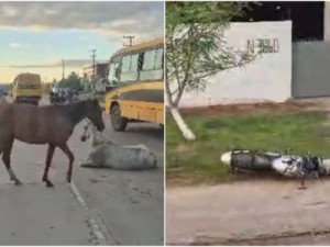 Motociclista morre ao colidir com cavalo solto em rodovia na Grande Fortaleza