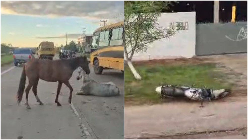 Motociclista morre ao colidir com cavalo solto em rodovia na Grande Fortaleza