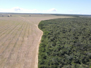 Ibama apreende 20 toneladas de soja plantadas irregularmente em área de Mata Atlântica e aplica mais de R$ 2 milhões em multas
