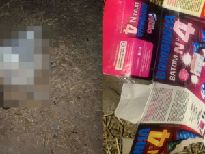 Três crianças e responsáveis são encaminhados à delegacia de Assaré por morte de gato com explosivos