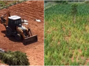 Elmano visita área de apreensão de maconha após denúncia de falha em operação: 'Polícia não sai enquanto não destruir toda plantação'