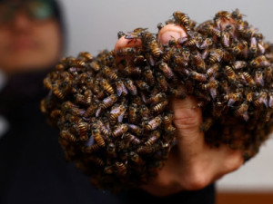 Com as próprias mãos, homem já salvou cerca de 6 milhões de abelhas em Singapura
