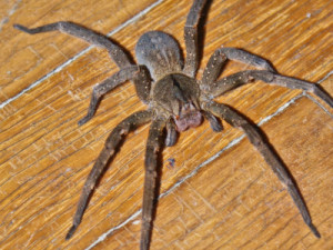 Manicure de Barbalha morre em hospital depois de ser picada por aranha