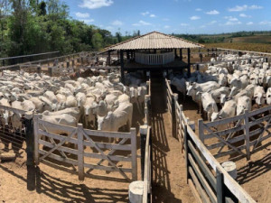 Secretário de Desenvolvimento Agrário de Barbalha informa novo prazo de atualização de vacinação do gado