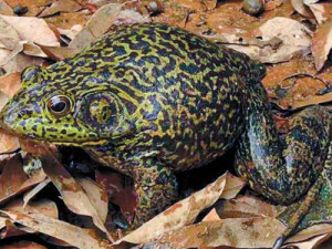 Rã invasora da América do Norte ameaça fauna em Santa Catarina e põe pesquisadores em alerta