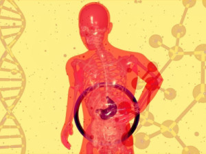 Órgãos envelhecem em ritmos diferentes e têm idades distintas, diz estudo