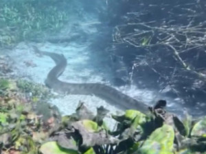 Turistas do PR se surpreendem com sucuri 'desfilando' em rio cristalino de Bonito