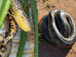 Sucuri de aproximadamente 5 metros é encontrada em quintal de casa no interior de SP